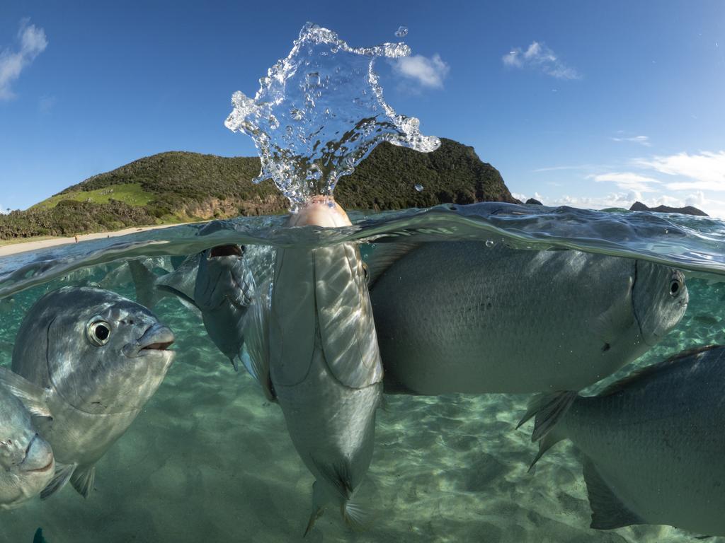 Emperor among drummers. Picture: Scott Portelli//Underwater Photographer of the Year 2020