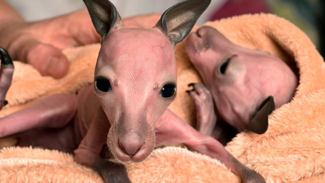 Twin kangaroo joeys Andy and Zac were rescued from their mother’s pouch. Picture: Jay Town.