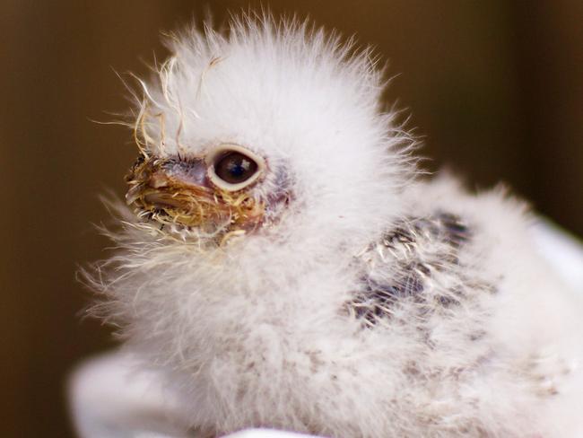 Baby Tawny Frogmouth at Bonorong Wildlife Sanctuary. MUST CREDIT: Liz Pulo