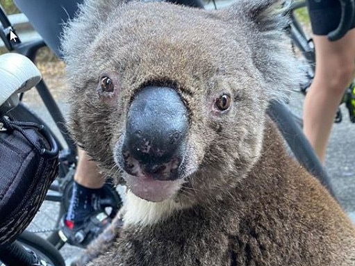 A desperate koala suffering through the soaring temperatures in South Australia approached a group of cyclists to drink from a water bottle.