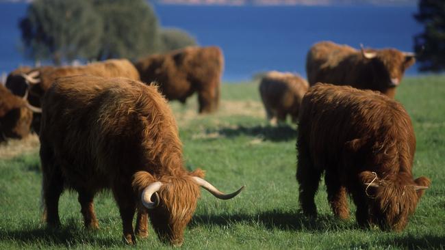 Longhorn Scottish Highland cattle grazing on pastures at Churchill Island.