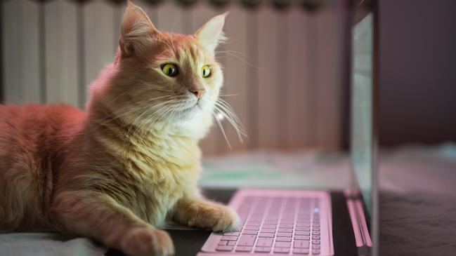 It’s a dream job for cat lovers.