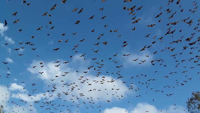 With its population exploded, the flying foxes are struggling to find enough room and are now roosting wherever they can. Residents say they can 'reach up and touch them' on some trees.