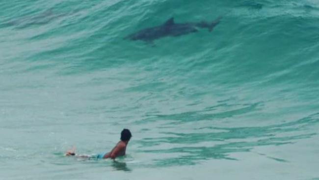 What do you reckon? Shark or dolphin? Picture: Kellie Wilson