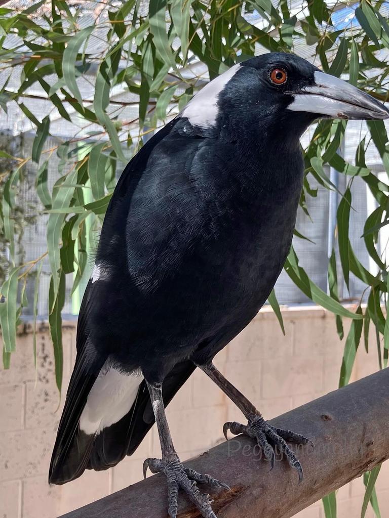 The first photo of Molly the magpie — a social media sensation known for his fun relationship with two dogs — has been released by carers at the facility where he is being held. Picture: Instagram