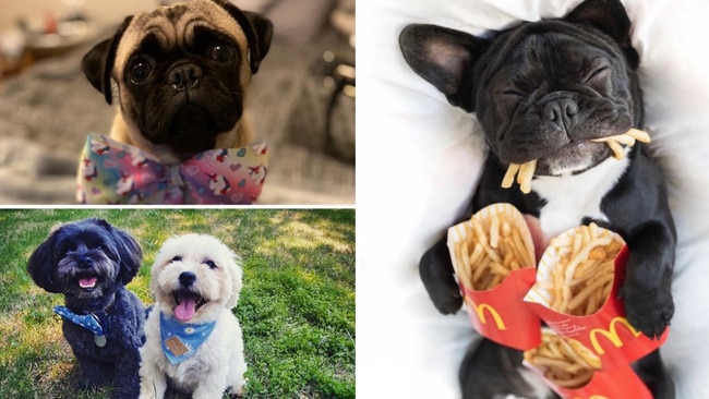 VOTE NOW: Queensland’s cutest dog finalists