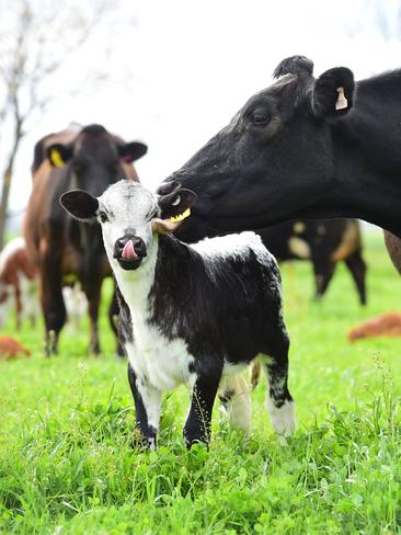 How Now milk is sold in one-litre and two-litre bottles. The Locheilan range includes camembert, brie, two blue cheese varieties and an English cheddar-style called Cheshire. Picture: Zoe Phillips