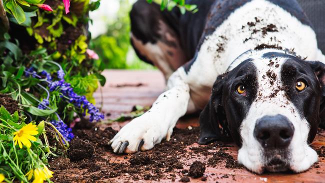 Great Dane knocking over planter on deck