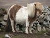 Man pleads not guilty to Shetland pony cruelty