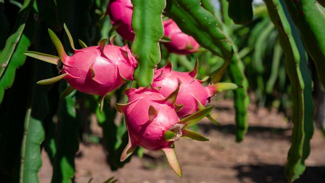 The dragon fruit’s flavour is as intense as its colour. Picture: iStock.