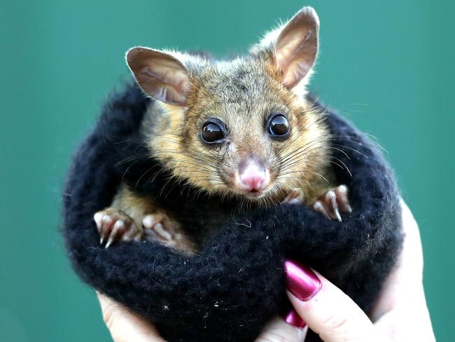 Biscuits the baby possum was rescued near Erina Fair. Picture: Sue Graham