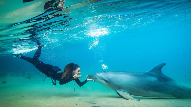 Marine mammal trainer Brooke Pelizzari bonding with dolphin Scooter at Sea World. Picture: Nigel Hallett