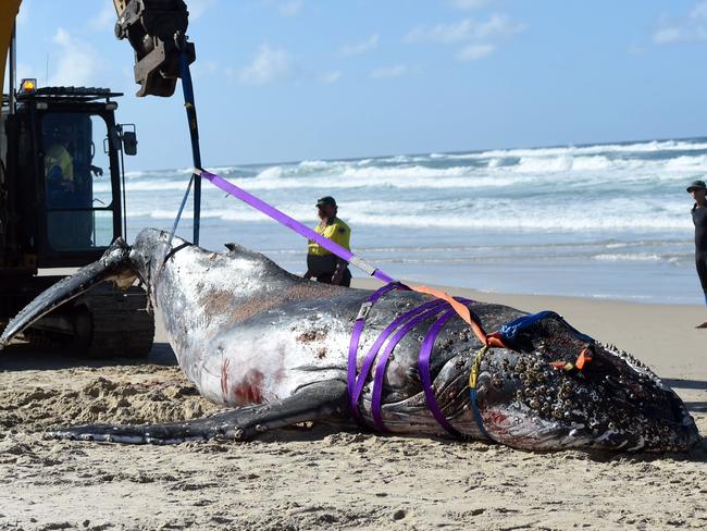 National Parks and Wildlife staff work to remove a dead humpback whale from Tallow Beach.