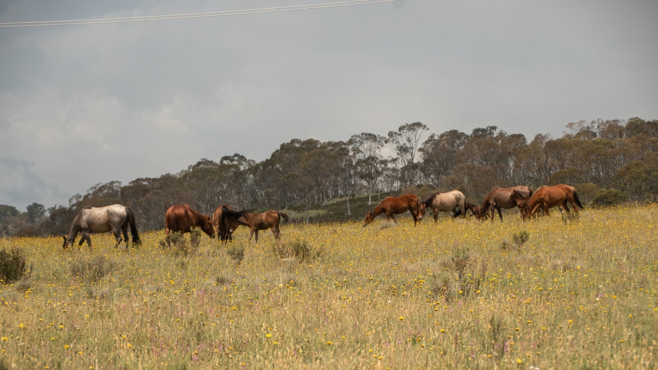 NSW government considers aerial shooting to control brumby numbers