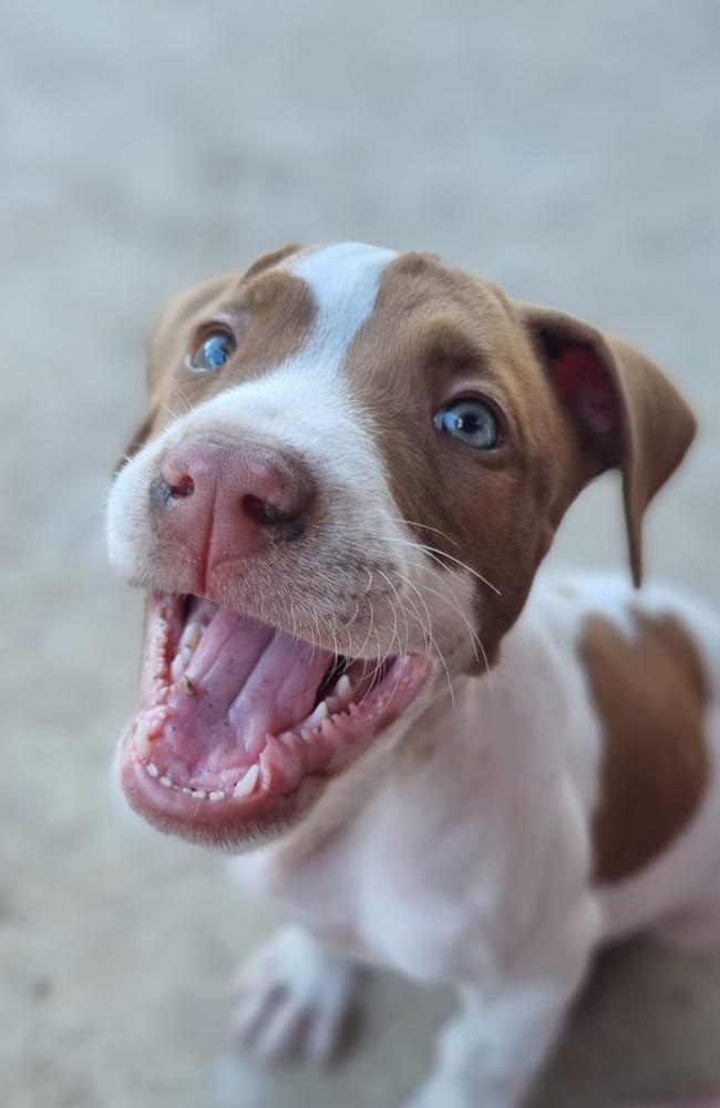Maggi: Aleisha Willis' 7 week old Polison Bull Arab