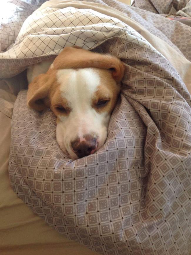 Bruce: Mornings are too chilly on the Gold Coast at the moment for Bruce the Beagle, who is staying snuggled in the doona.