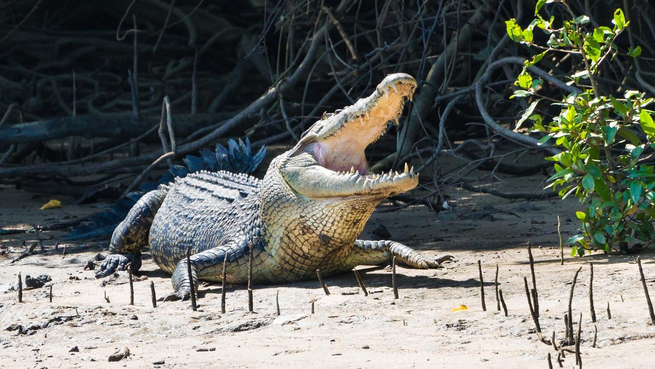 Crocodile spotted in Gladstone Marina | The Courier Mail