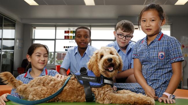 Oran Park Anglican College Year 5 students Dallas Mahlo, Asa Naboya, Hunter McQuinkin and Yixuan Chen with wellbeing support dog Masie from Cornerstone Companions. Picture: Jonathan Ng