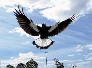 WATCH OUT: It's magpie nesting season.