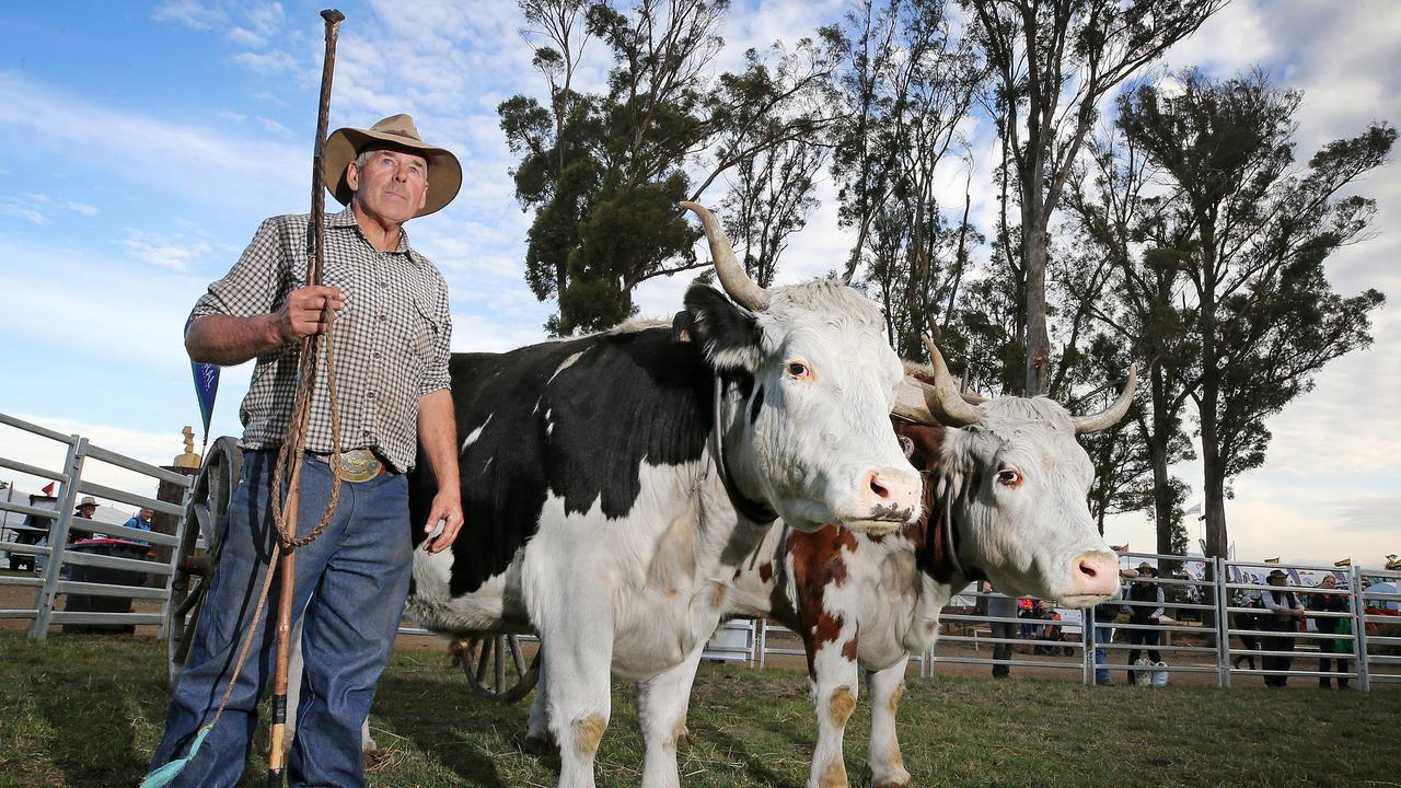 Proven pulling power: Agfest is a showcase for all things rural and once again Brian Fish and his bullock team had a chance to shine at the field days, which attracted a total crowd of more than 60,000.