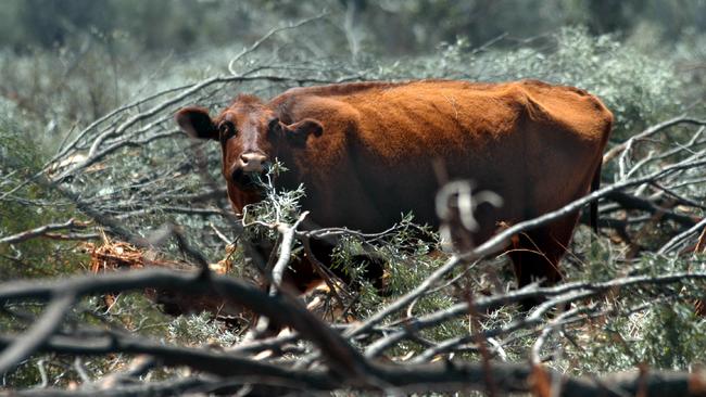 Deforestation? Mulga trees are pushed over as last resort to feed livestock during drought. Picture: David Martinelli