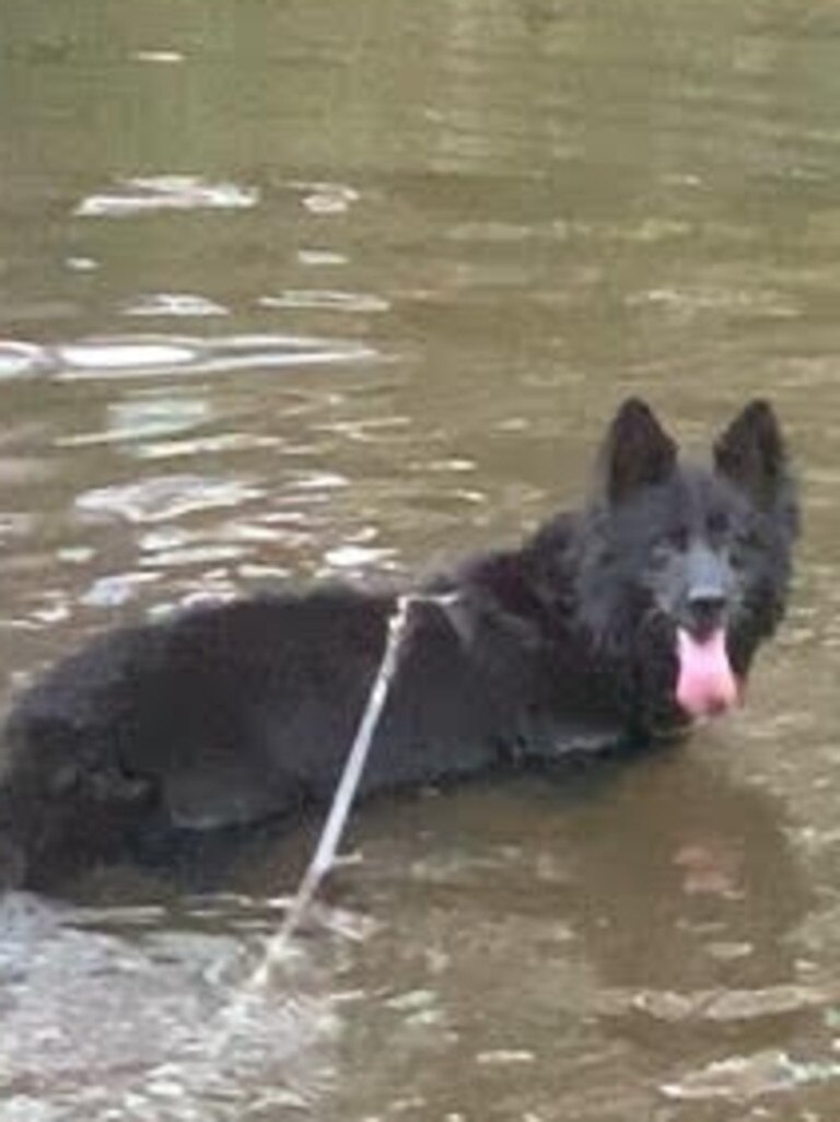 Rocky cooling off in the river.