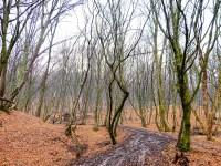 Hoia Baciu Forest, aka the world's most haunted forest.