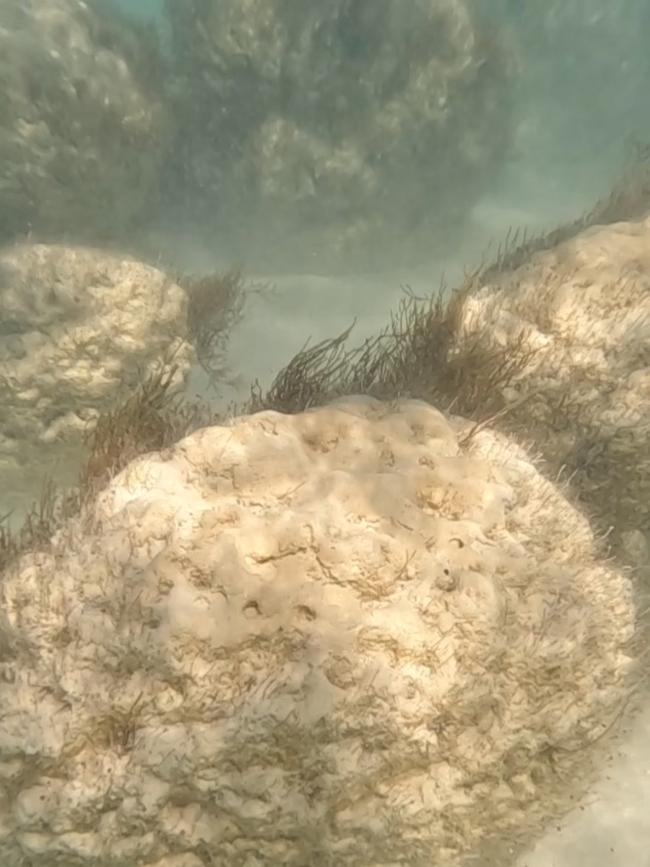 Stromatolites are about half a metre tall with bulbous tops, dimpled, and an odd grey-cream colour.