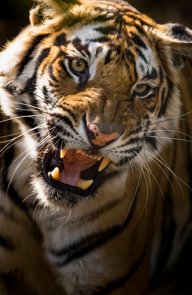 Solo — The tiger Raj Bhera's adult daughter and rival. Bandhavgarh Tiger Reserve, India