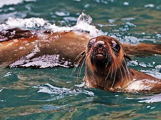 seal tour cape bridgewater