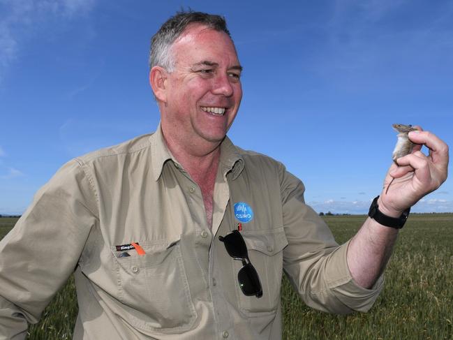 CSIRO researcher Steve Henry says this year’s plague is comparable to the worst Australia has ever seen. Picture: Supplied