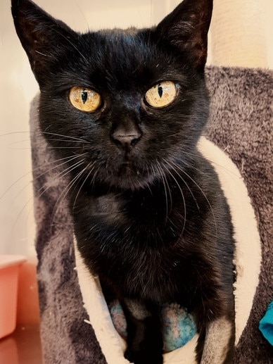 Pippin is 20 years and six months old (100 in cat years) and is looking for her fur-ever home. Picture: RSPCA SA