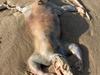 ‘Alien with hands’ washes up on Qld beach