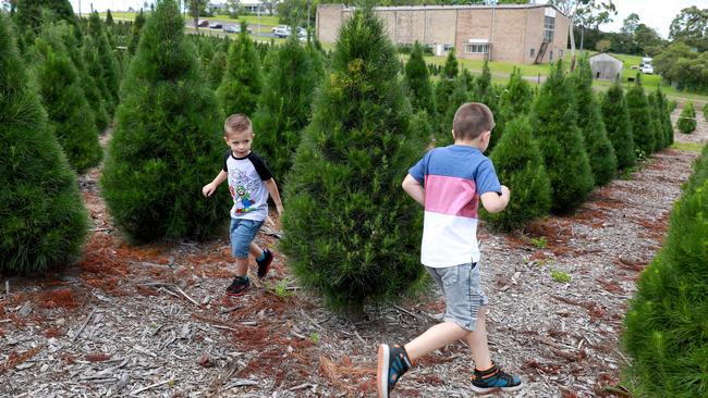 There are thousands of trees growing on the 2 hectare site. Picture: Angelo Velardo