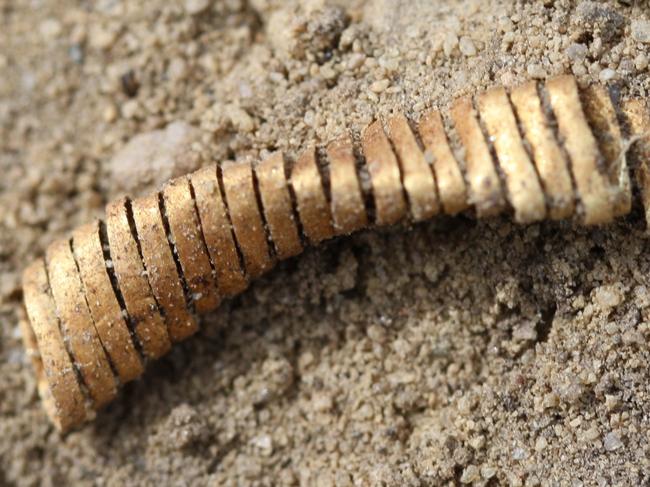 Ancient gold spirals found in Denmark