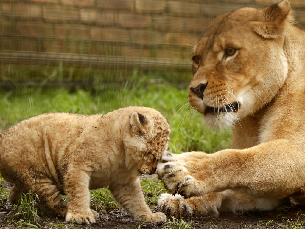 7 week-old Lion cub Roc with mum Chitwa at the Mogo Wildlife Park. Picture: Jonathan Ng