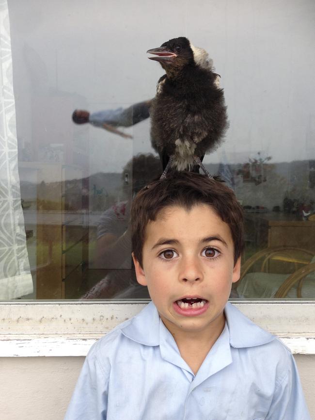 The children took the bird home, called her Penguin and she became a treasured feathered friend to the family during a harrowing time. Picture: Supplied/Cameron Bloom