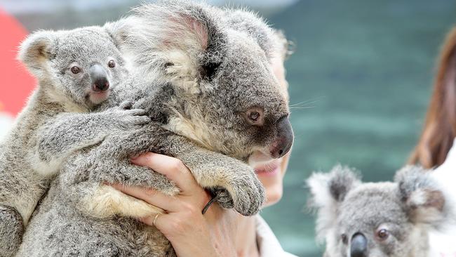 Baby Koalas at the Corroboree park at Dreamworld. Pic Jono Searle.