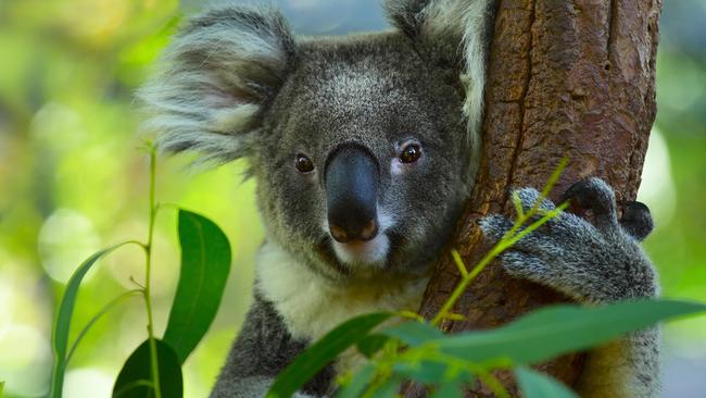 The Koala Farmland Fund could raise up to $10m.