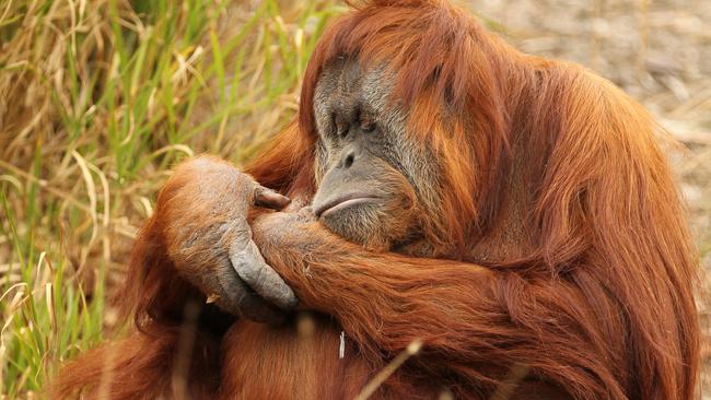 Karta the orangutan at the Adelaide Zoo after the death of her baby. Picture: News Corp Australia