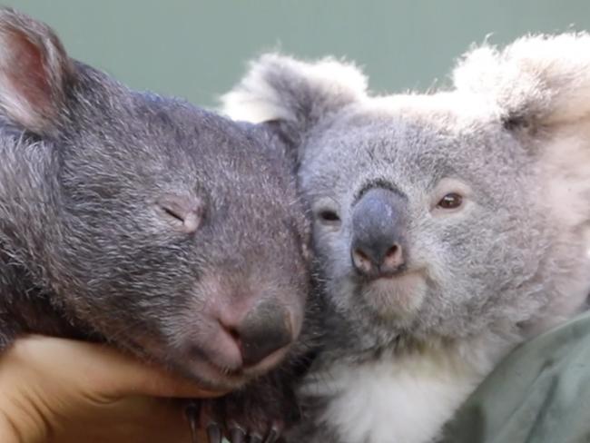 Close up of the pair snuggling. Picture: The Australian Reptile Park