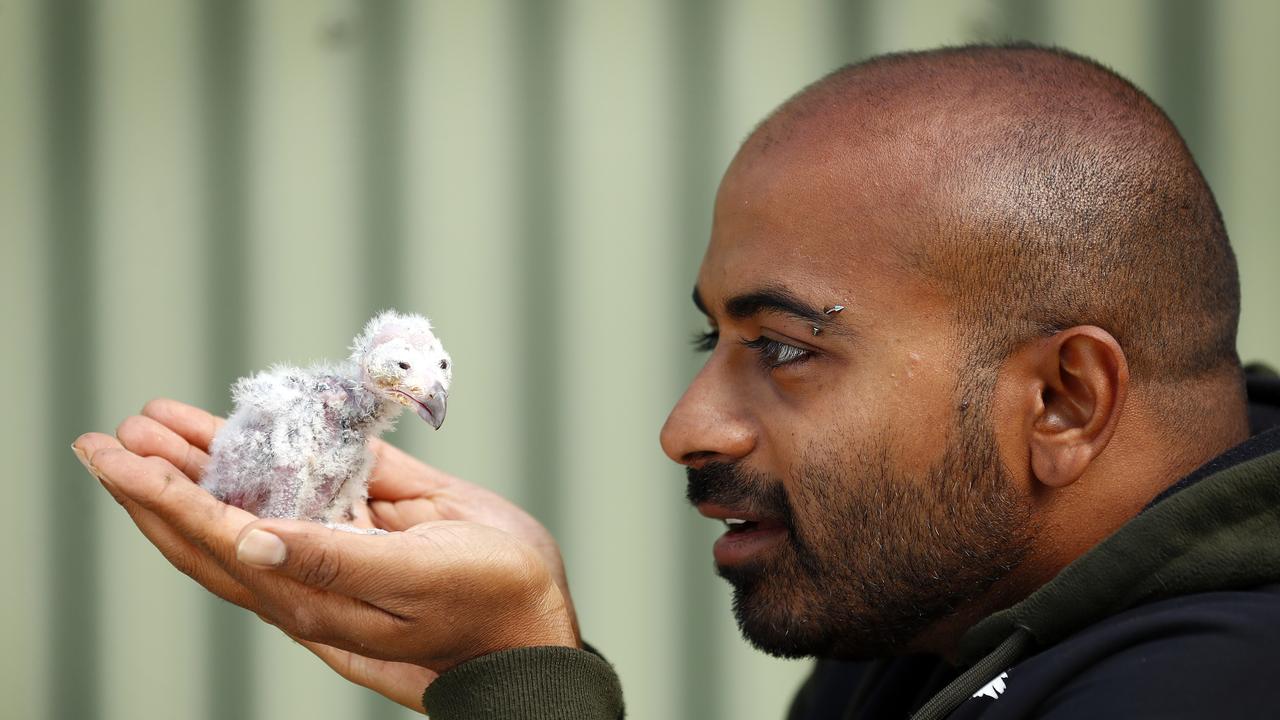 Ravi Wasan is worried what will happen to his birds if his stream of income isn’t fixed. Picture: Sam Ruttyn