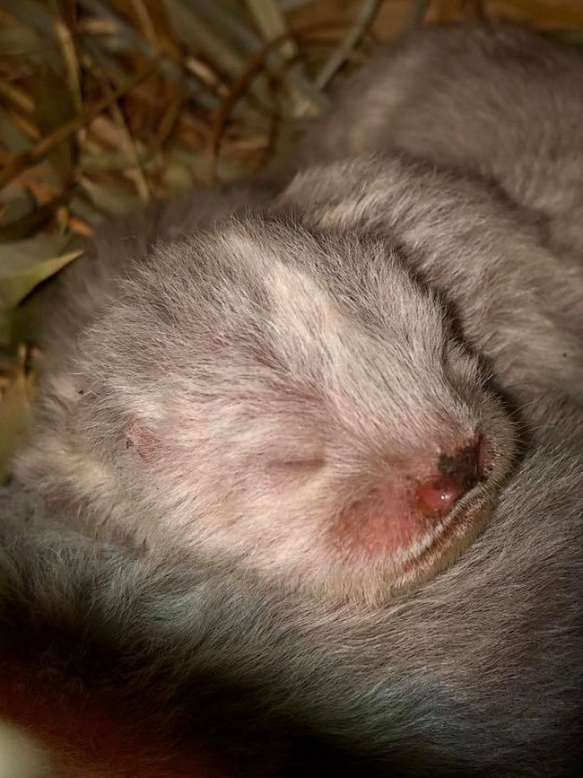 Snug: One of the three new Asian small-clawed otter pups born at Adelaide Zoo. Picture: ZoosSA