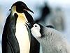 Emperor penguin / AP