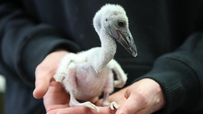 The 11-day-old jabiru is being hand-raised. Picture: Tait Schmaal.