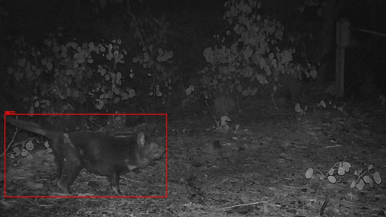 Wildlife cameras capture a Tasmanian devil with Devil Facial Tumour Disease. Picture: supplied.