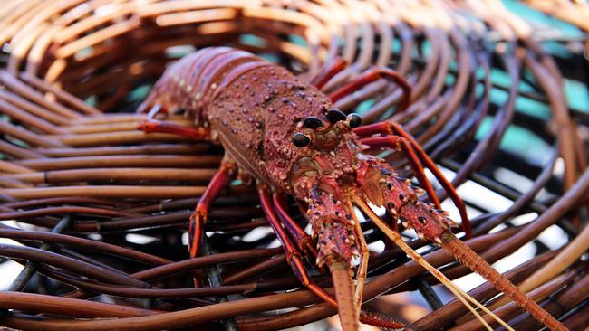 Lobsters are going to be $22 each. Picture: Supplied