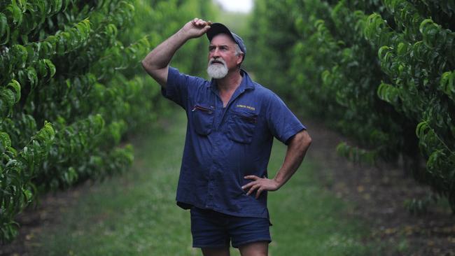 Renmark stone fruit grower Dino Ceracchi.