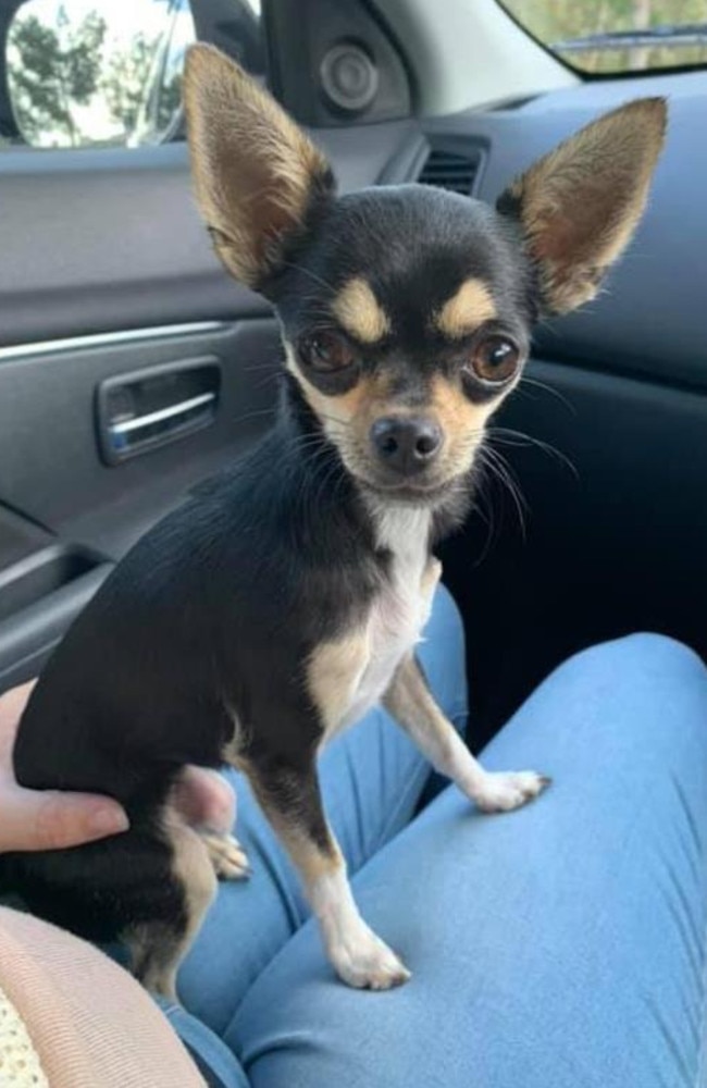 Chilli the chihuahua has been found. Picture: supplied