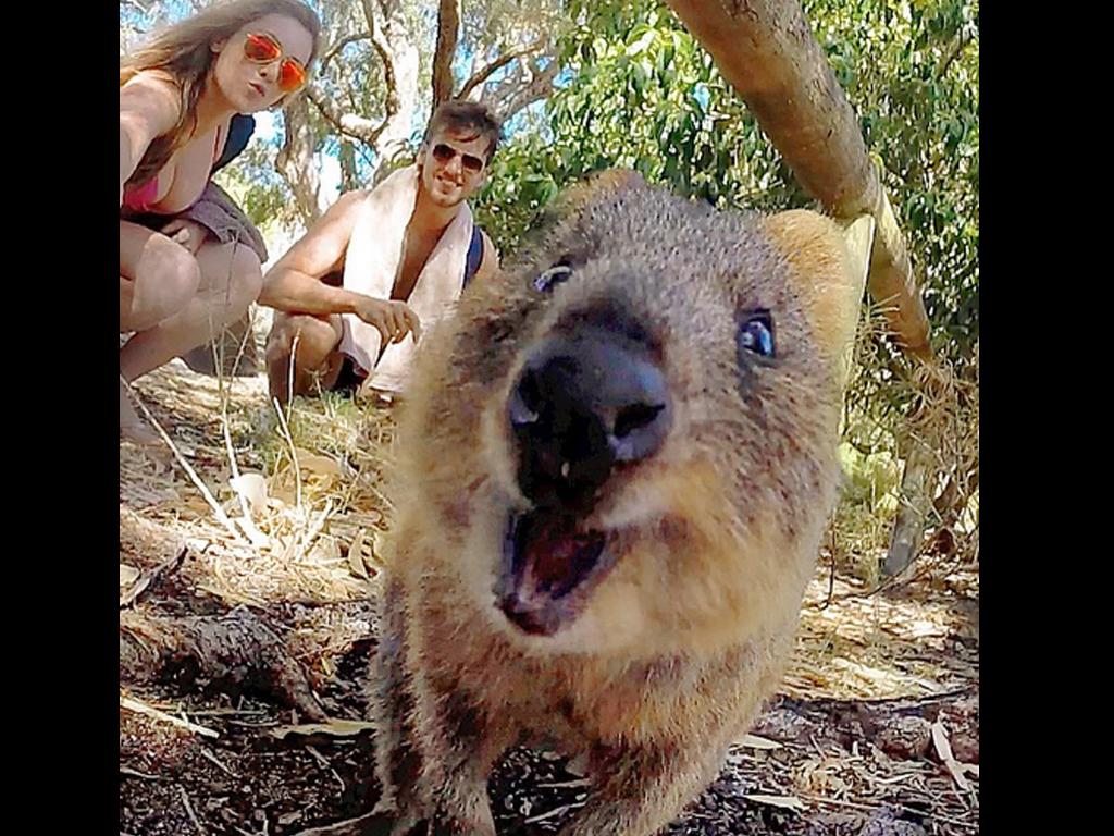 Quokka selfies | Australia's most instagrammable animal 